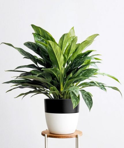 Philippine Evergreen